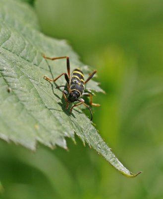 Kleine Wespenboktor / Wasp Beetle