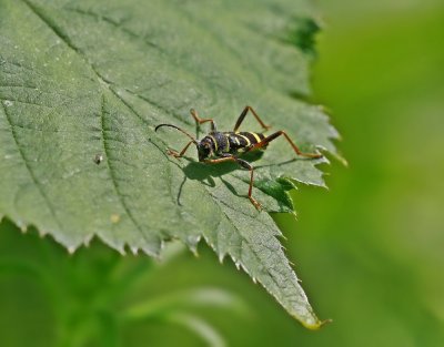 Kleine Wespenboktor / Wasp Beetle