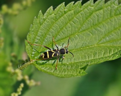 Kleine Wespenboktor / Wasp Beetle