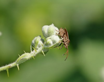 Zuringwants / Dock Bug