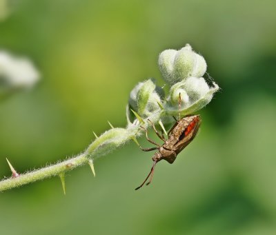 Zuringwants / Dock Bug