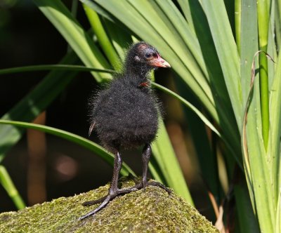 Waterhoen / Common Moorhen