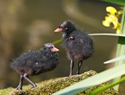 Waterhoen / Common Moorhen