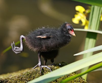 Waterhoen / Common Moorhen