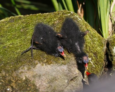 Waterhoen / Common Moorhen