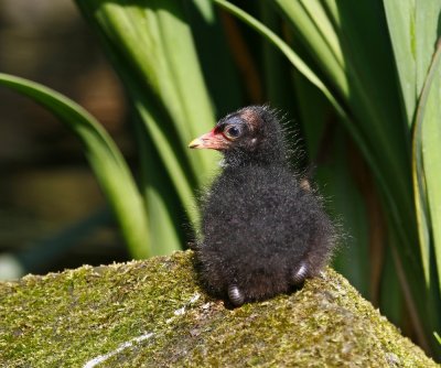 Waterhoen / Common Moorhen