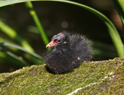 Waterhoen / Common Moorhen