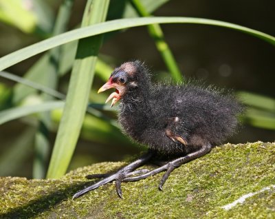 Waterhoen / Common Moorhen