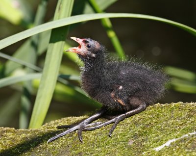 Waterhoen / Common Moorhen