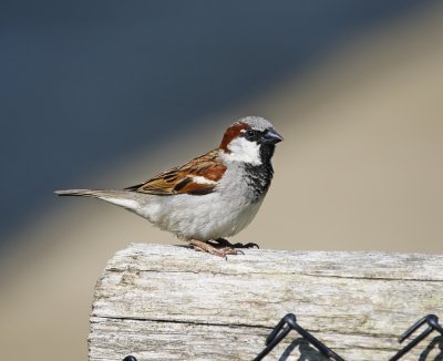 Huismus / House Sparrow