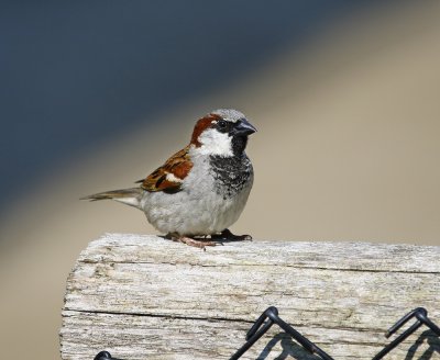 :: Huismus / House Sparrow ::