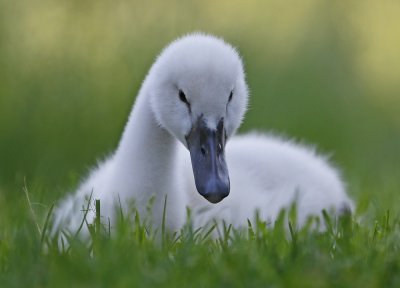 Knobbelzwaan / Mute Swan