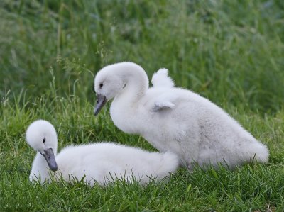Knobbelzwaan / Mute Swan