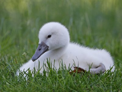 Knobbelzwaan / Mute Swan