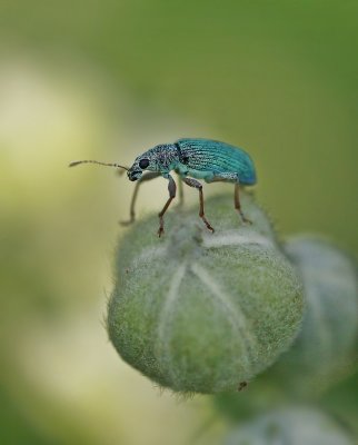 Groene Snuitkever / Silver-green Leaf Weevil