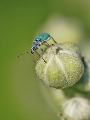 Groene Snuitkever / Silver-green Leaf Weevil