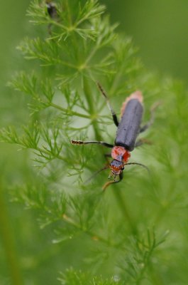 Zwart Soldaatje / Black Soldier Beetle