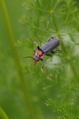 Zwart Soldaatje / Black Soldier Beetle