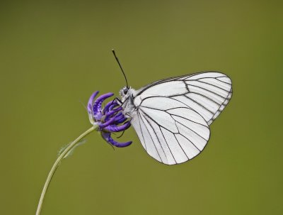 Groot Geaderd Witje / Black-veined White