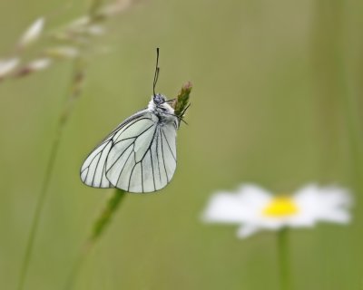 Groot Geaderd Witje / Black-veined White