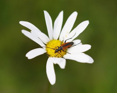 :: Tweekleurige Smalboktor / Black-striped Longhorn Beetle ::
