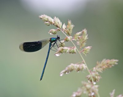 Weidebeekjuffer / Banded Demoiselle