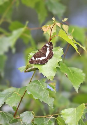 Kleine IJsvogelvlinder / White Admiral