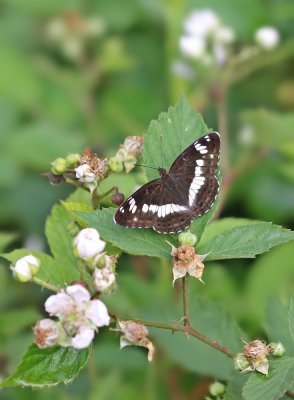 Kleine IJsvogelvlinder / White Admiral