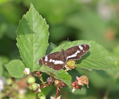 Kleine IJsvogelvlinder / White Admiral