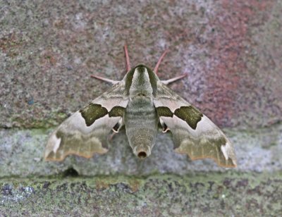 :: Lindepijlstaart / Lime Hawk-moth ::
