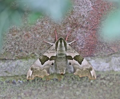 Lindepijlstaart / Lime Hawk-moth