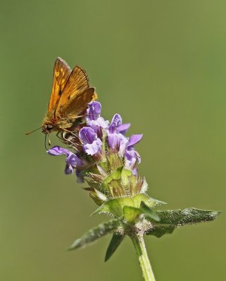 Groot Dikkopje / Large Skipper