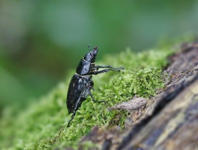 Vliegend Hert / Stag Beetle