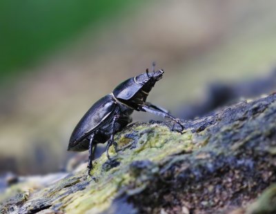 Vliegend Hert / Stag Beetle