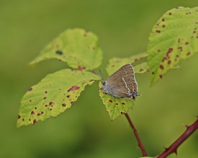 Wegedoornpage / Blue Spot Hairstreak 