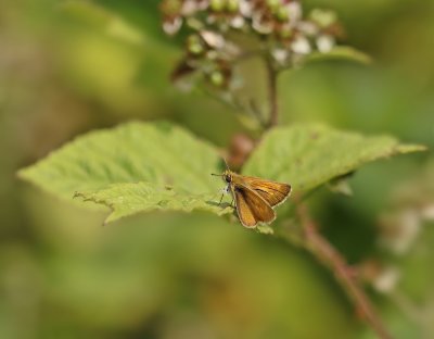 Dwergdikkopje / Lulworth Skipper