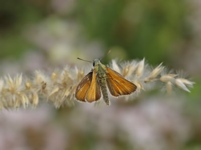 Dwergdikkopje / Lulworth Skipper