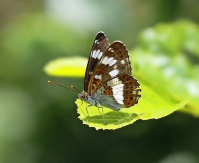Kleine IJsvogelvlinder / White Admiral