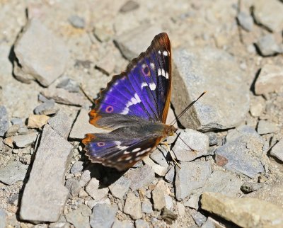 Kleine Weerschijnvlinder / Lesser Purple Emperor