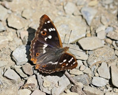 Kleine Weerschijnvlinder / Lesser Purple Emperor