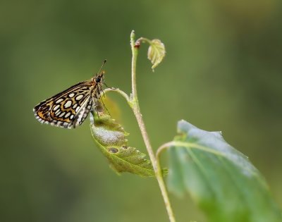 Spiegeldikkopje / Large Chequered Skipper