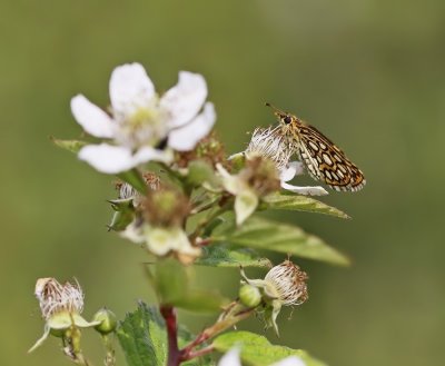 Spiegeldikkopje / Large Chequered Skipper