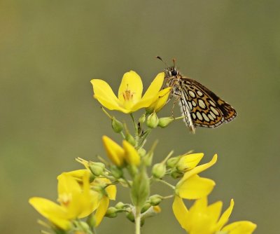 Spiegeldikkopje / Large Chequered Skipper