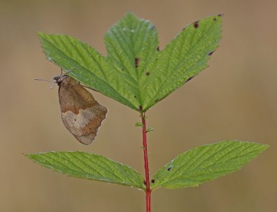 Bruin Zandoogje / Meadow Brown