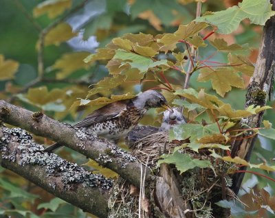 Kramsvogel / Fieldfare