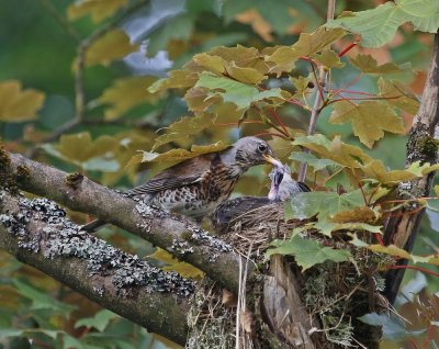 Kramsvogel / Fieldfare