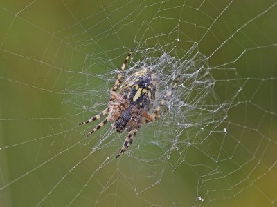 Eikenbladspin / Oak Spider