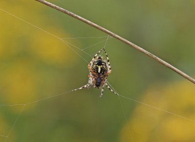 Eikenbladspin / Oak Spider