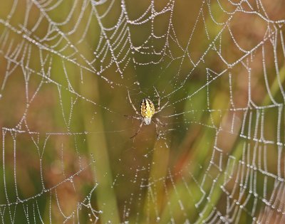 Eikenbladspin / Oak Spider