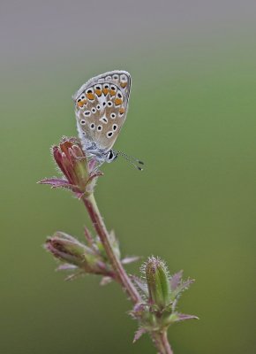Icarusblauwtje / Common Blue